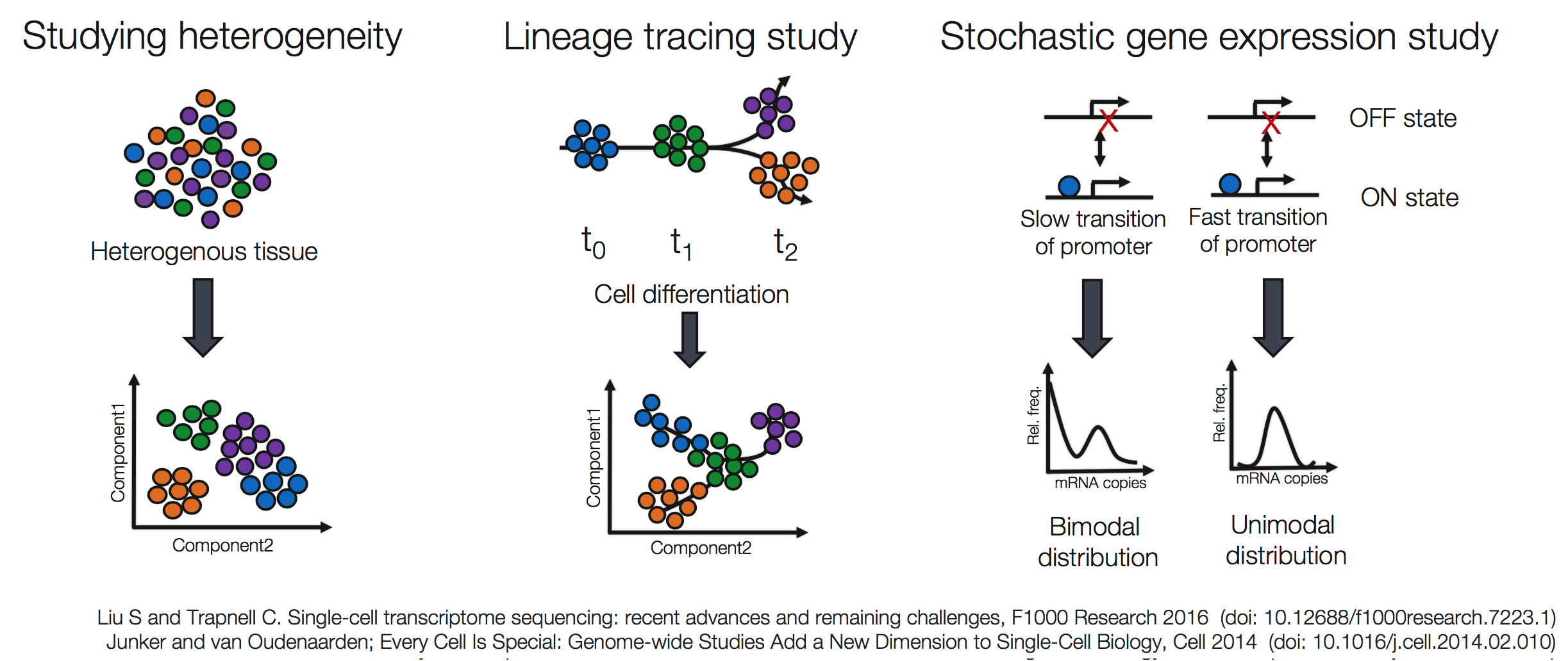 scRNA-seq%E7%AE%80%E4%BB%8B-HBC%20lesson%201%2067c78d1ea59d4cfeb9df4d9133ba9589/Untitled%201.png