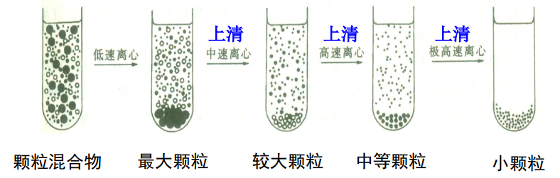 image-20210619162534026