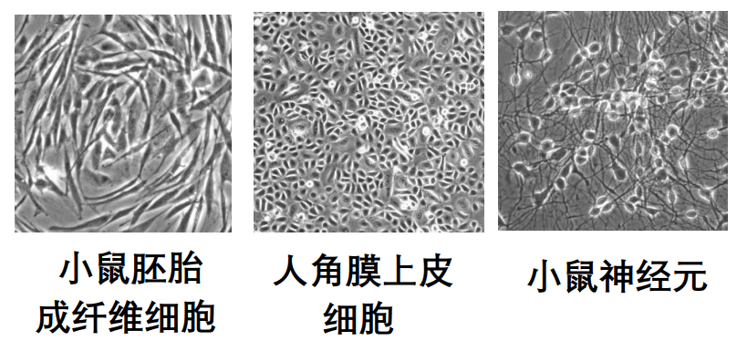 黏附型