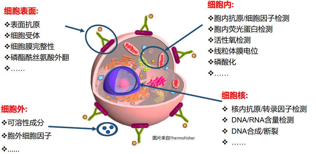 流式细胞术能检测什么