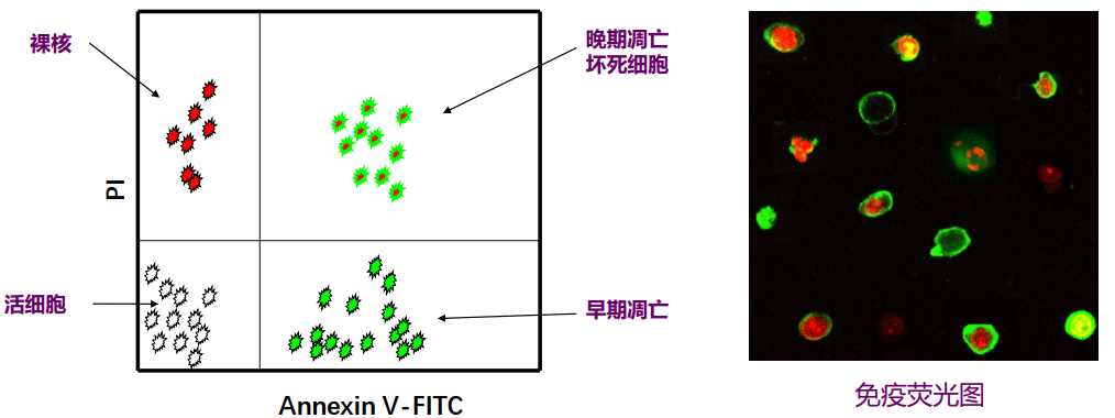 image-20210620010559617
