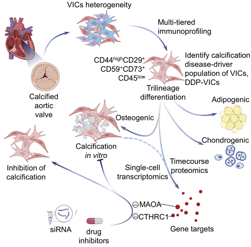 A disease-driver population within interstitial cells of human calcific aortic valves identified via single-cell and proteomic profiling （Cell Reports IF=9.4）-香草杏仁